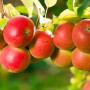 Fuji apples on tree