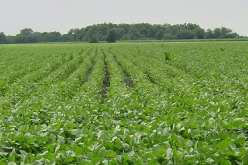 soybean field