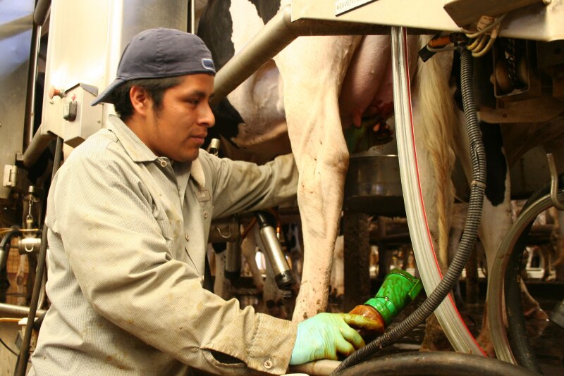Milker applying teat dip.