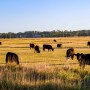 Ranch