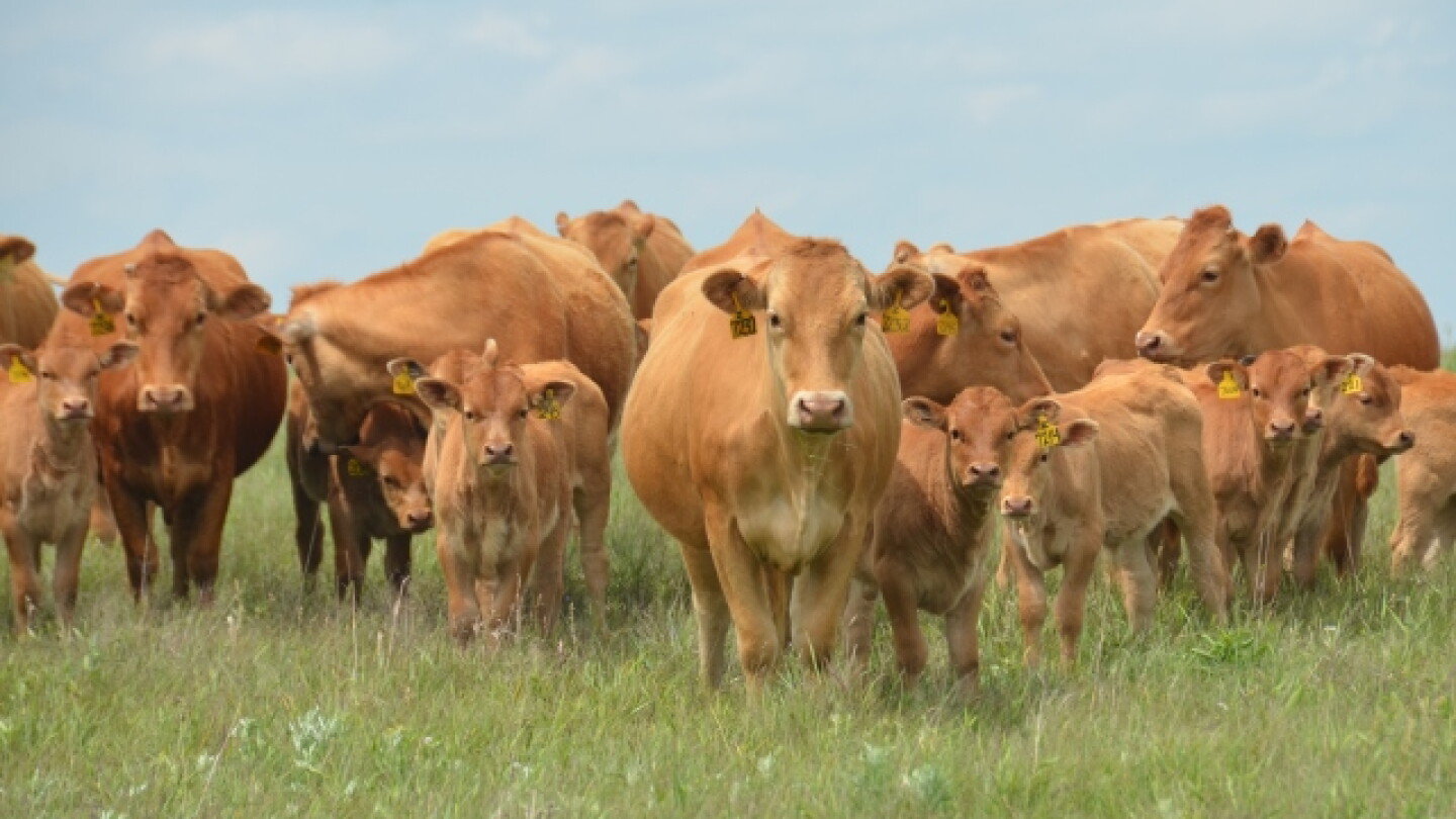 Rabobank Releases Report Exploring the Unexpected Geography of U.S. Cow ...