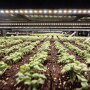 The development of indoor agriculture for growing basil and other herbs was part of the process Shenandoah Growers Inc. went through when it switched to a 100% organic operation in 2018, says Steve Wright, chief customer officer. 
