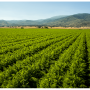 Fruits and vegetables in Kern County are going strong so far this year.