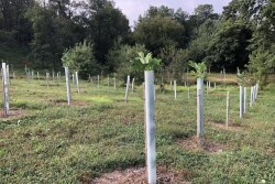 A newly installed forested buffer in Pennsylvania. 