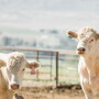 Vytelle Feed Efficiency
