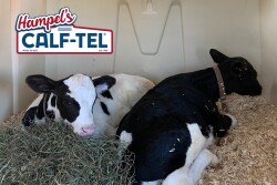 Paired Calves in Calf-Tel Hutch