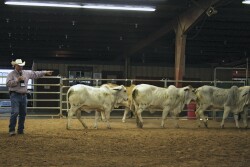 Ron Gill demonstrates challenges and skills in moving cattle. 