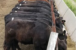 NDSU-feeding-cows.jpg