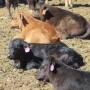 Calves