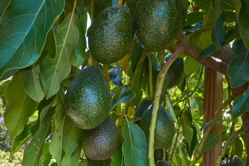 Index Fresh Gem avocado