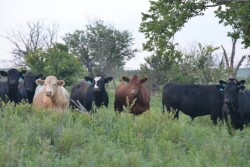 BT_Stocker_Cattle_Summer