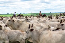 Nelore Cattle