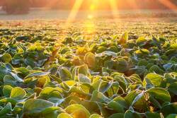 Dicamba