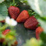 Strawberries. Photo courtesy California Giant Co 