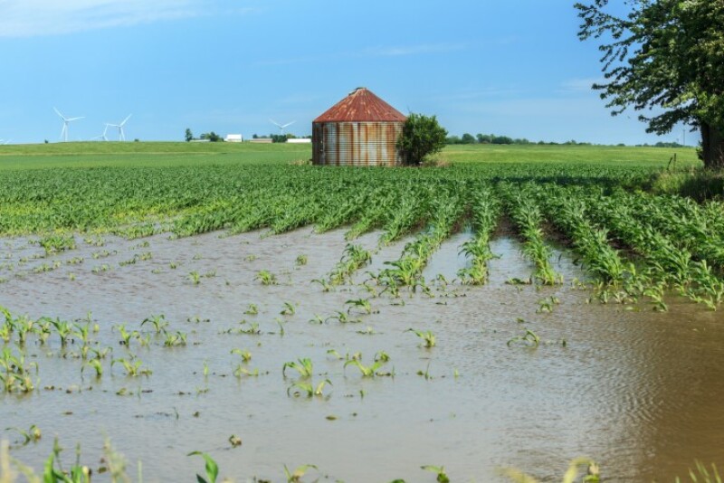 Flooded corn field