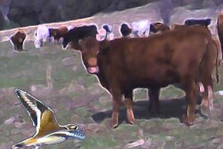 cattle bird