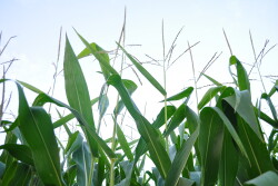 Causing the plateau in steady land values has been several years of lower supply of land for sale, which so far has negated any depressed values as a result of the profitability pressures.