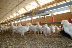 Broiler chickens