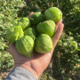 tomatillos in hand
