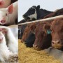 Cows Poultry Hogs