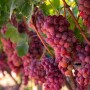 Grapes.jpg
