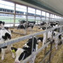 A recent study shows calves fed a high-volume milk ration for 8 weeks versus 6 showed better weight gain; higher starter grain and water intake before and after weaning; and exhibited fewer stress behaviors after weaning.