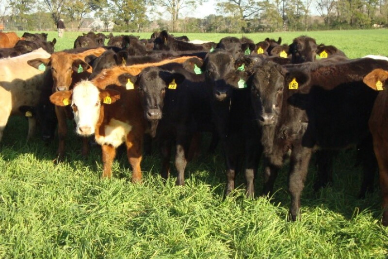 NFREC Heifers