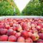 Stemilt SweeTango apple harvest