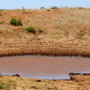 Texas pond drought