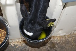 The upcoming Webinar is titled “Healthy Gut, Healthy Calf, Productive Future.”