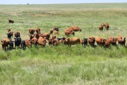 Leachman_Cattle