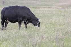 Cow grazing early spring
