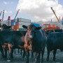 Beef imports