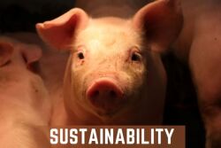 Sustainability