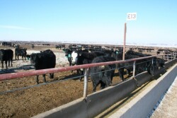 FDA has approved Monovet 90 for use in cattle fed in confinement for slaughter for improved feed efficiency; and prevention and control of coccidiosis.