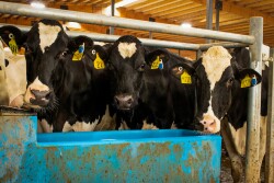 Holstein Water_Taylor Leach