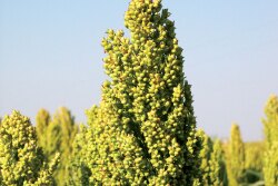 Sorghum