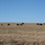 University of Nebraska researchers recently conducted a two-year study to evaluate the effects of grazing on subsequent yields and nutrient removal from baling at five locations in Nebraska. 