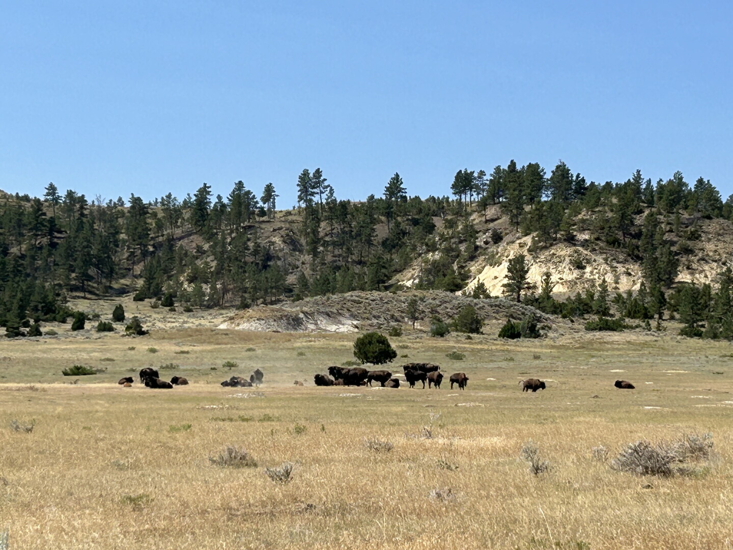 Buffalo Ranches How One Montana Rancher Secured His Legacy and Saved the Landscape with ...
