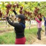 Workers harvest Sweet Celebration table grapes in Peru for Awe Sum Organics.