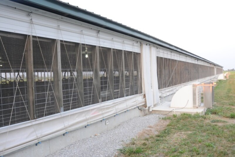 hogs-pigs-barn_(24).JPG