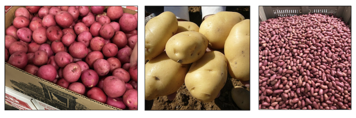 10-29%20Scott%202%20Idaho%20Red%20gold%20fingerlings.png
