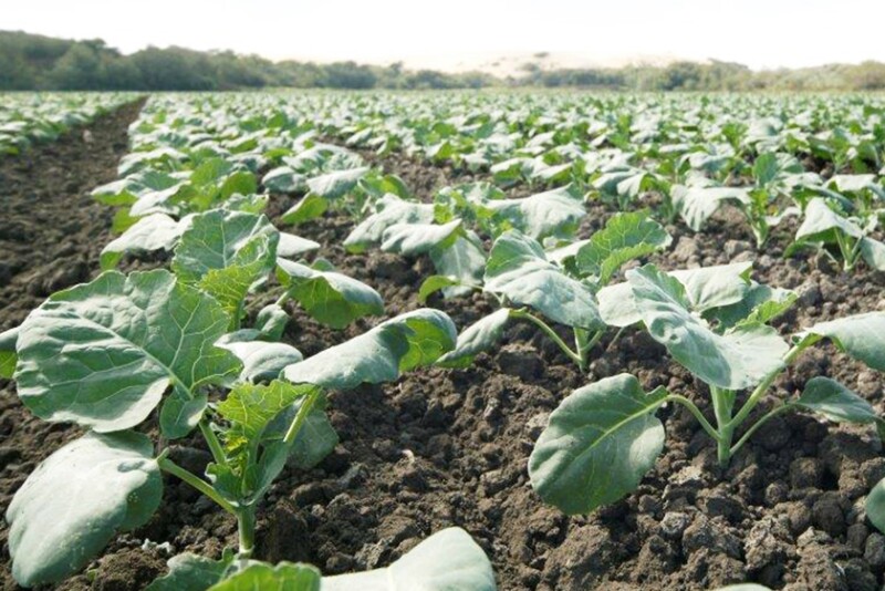 Field of young broccoli plants