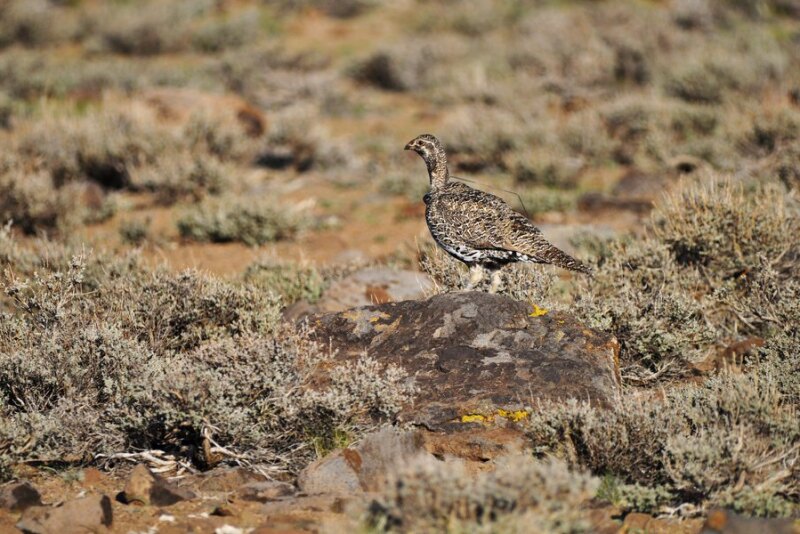 Bi-state sage grouse