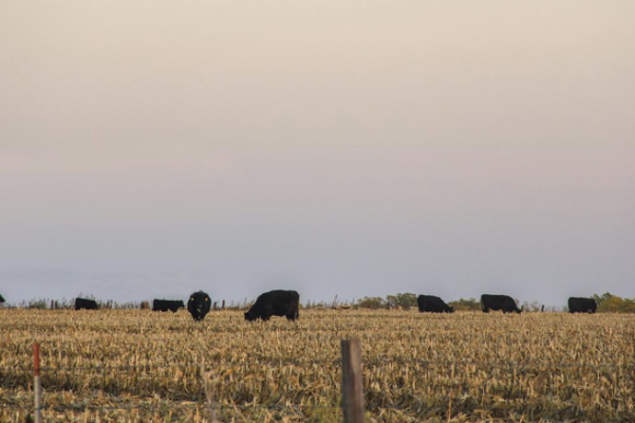 cattle grazing stalks usda.PNG