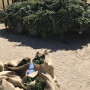 Officials have been busy destroying illegal marijuana in Colorado.
