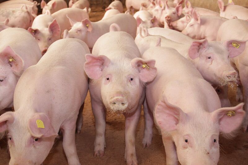 Arm & Hammer Animal and Food Production