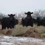 Cow Feeding