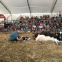 Oh Baby: A Dairy Cow Birthing Center Spectacle 