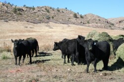 On one of the ranches, chute scores and body weight were significant predictors for 30-day pregnancy rates. 